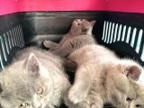 British Shorthair Yavrular Sahiplendirilir