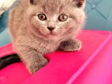 British Shorthair Yavrular Sahiplendirilir