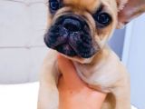 French Bulldog Fawn Yavru Ai̇lesi̇ni̇ Bekli̇yor