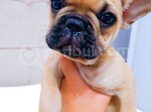 French Bulldog Fawn Yavru Ai̇lesi̇ni̇ Bekli̇yor