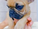 French Bulldog Fawn Yavru Ai̇lesi̇ni̇ Bekli̇yor