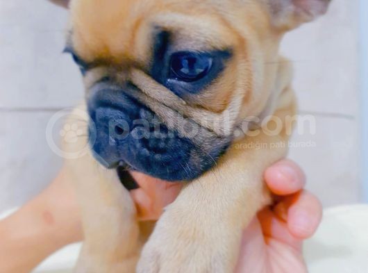 French Bulldog Fawn Yavru Ai̇lesi̇ni̇ Bekli̇yor görsel