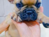 French Bulldog Fawn Yavru Ai̇lesi̇ni̇ Bekli̇yor
