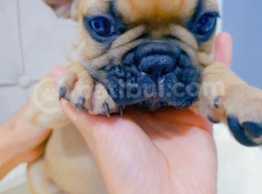 French Bulldog Fawn Yavru Ai̇lesi̇ni̇ Bekli̇yor görsel