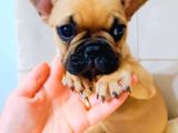 French Bulldog Fawn Yavru Ai̇lesi̇ni̇ Bekli̇yor