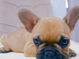 French Bulldog Fawn Yavru Ai̇lesi̇ni̇ Bekli̇yor