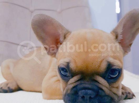 French Bulldog Fawn Yavru Ai̇lesi̇ni̇ Bekli̇yor görsel