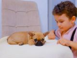 French Bulldog Fawn Yavru Ai̇lesi̇ni̇ Bekli̇yor