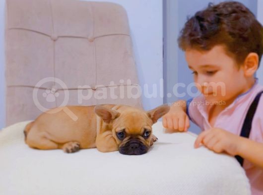 French Bulldog Fawn Yavru Ai̇lesi̇ni̇ Bekli̇yor görsel