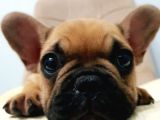 French Bulldog Fawn Yavru Ai̇lesi̇ni̇ Bekli̇yor