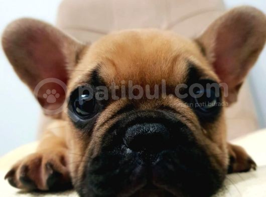 French Bulldog Fawn Yavru Ai̇lesi̇ni̇ Bekli̇yor görsel