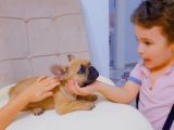 French Bulldog Fawn Yavru Ai̇lesi̇ni̇ Bekli̇yor