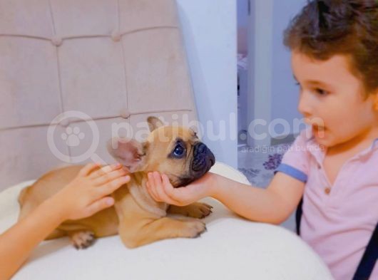 French Bulldog Fawn Yavru Ai̇lesi̇ni̇ Bekli̇yor görsel