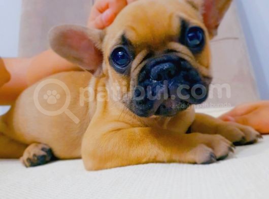 French Bulldog Fawn Yavru Ai̇lesi̇ni̇ Bekli̇yor görsel