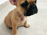French Bulldog Fawn Yavru Ai̇lesi̇ni̇ Bekli̇yor
