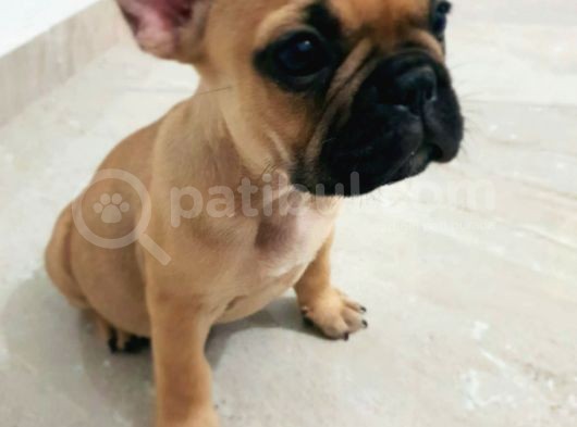 French Bulldog Fawn Yavru Ai̇lesi̇ni̇ Bekli̇yor görsel