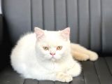 Beyaz Saf Erkek British Shorthair