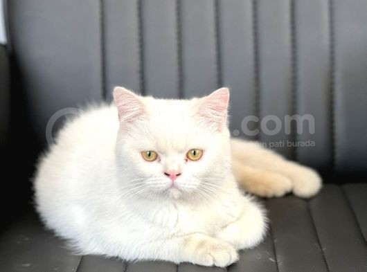 Beyaz Saf Erkek British Shorthair