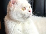 Beyaz Saf Erkek British Shorthair