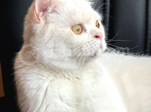 Beyaz Saf Erkek British Shorthair görsel
