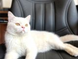 Beyaz Saf Erkek British Shorthair