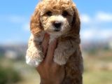 Muhteşem Toy Poodle Yavrularimiz