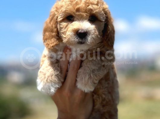 Muhteşem Toy Poodle Yavrularimiz