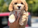 Muhteşem Toy Poodle Yavrularimiz