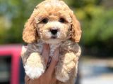 Muhteşem Toy Poodle Yavrularimiz