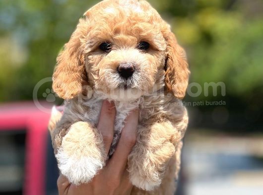 Muhteşem Toy Poodle Yavrularimiz görsel
