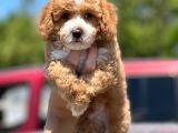 Toy Poodle Yavrularimiz Si̇zlerle