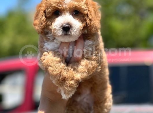 Toy Poodle Yavrularimiz Si̇zlerle görsel