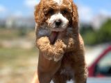 Toy Poodle Yavrularimiz Si̇zlerle