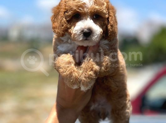 Toy Poodle Yavrularimiz Si̇zlerle görsel