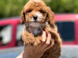 Red Toy Poodle Yavrumuz