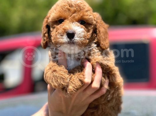 Red Toy Poodle Yavrumuz