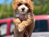 Toy Poodle Yavrularimiz Si̇zlerle
