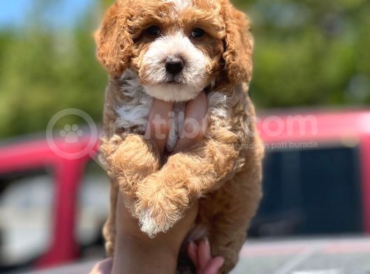 Toy Poodle Yavrularimiz Si̇zlerle