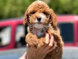 Red Toy Poodle Yavrumuz