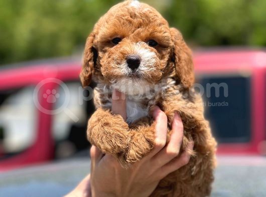Red Toy Poodle Yavrumuz görsel