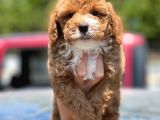 Red Toy Poodle Yavrumuz