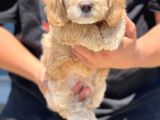 Muhteşem Malti̇poo Yavrumuz