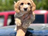 Muhteşem Malti̇poo Yavrumuz