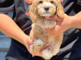 Muhteşem Malti̇poo Yavrumuz