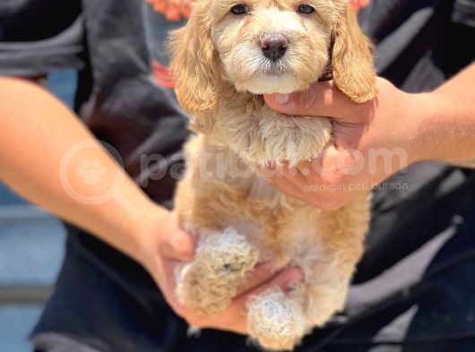 Muhteşem Malti̇poo Yavrumuz görsel