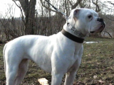 Kimlikli Pasaportlu Amerikan Bulldog Yavrularımız