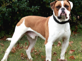 Kimlikli Pasaportlu Amerikan Bulldog Yavrularımız