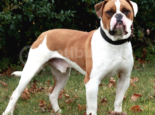 Kimlikli Pasaportlu Amerikan Bulldog Yavrularımız görsel