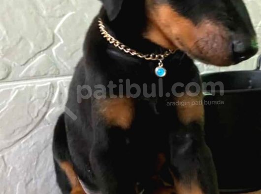 50 Günlük Erkek Yuva Arıyor görsel
