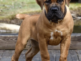 2 Aylık Safkan Boerboel Yavrularımız